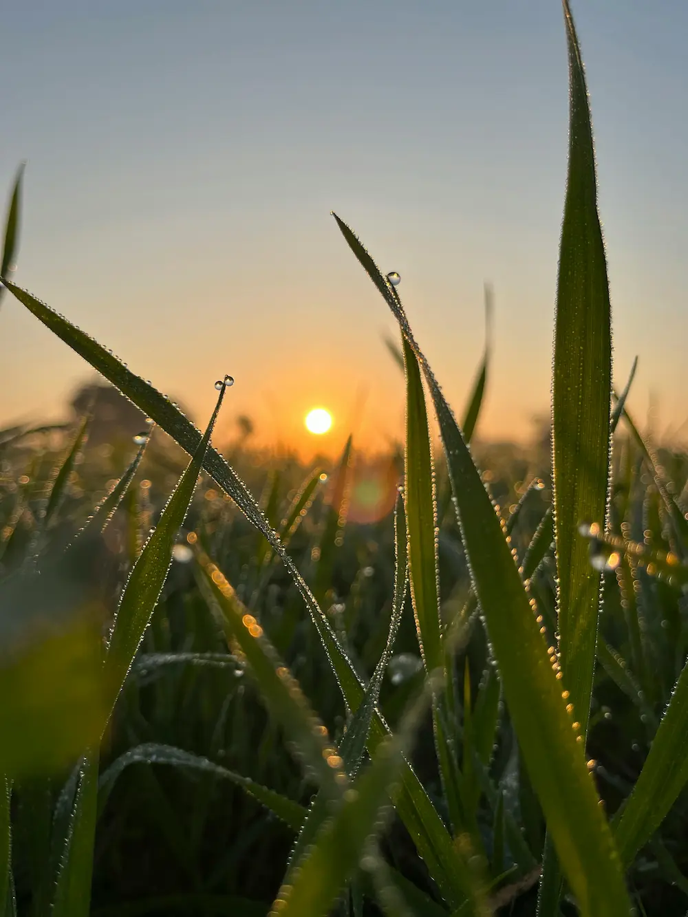 Close-up of dew-covered grass at sunrise, symbolizing early morning stiffness and the search for healing.
