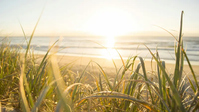 upcoming sun, sea, beach and grass