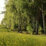 Spring birch trees and blooming field – nature scene symbolizing pollen season and inflammation